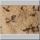 Nomada alboguttata - Wespenbiene w05 8mm.jpg